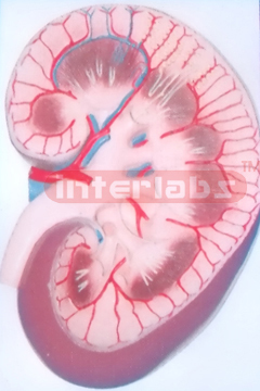 BIG ANATOMICAL KIDNEY MODEL WITH BASE (1 PC)